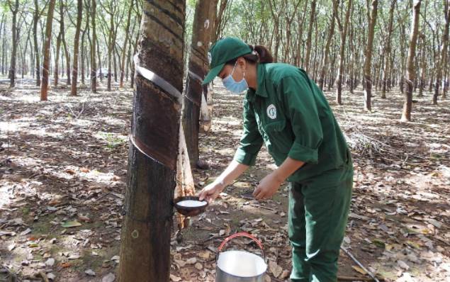 GVR: Tập đoàn Cao su sẽ chuyển đổi 100.000 ha đất để làm khu