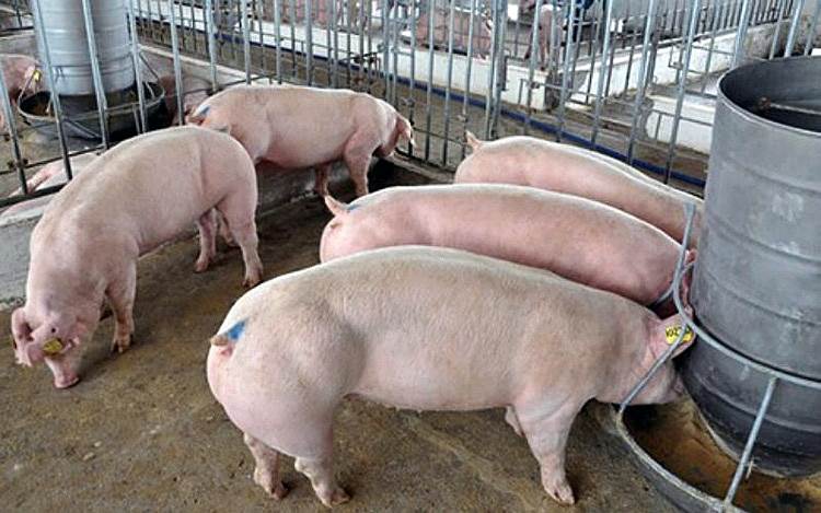 Giá heo hơi hôm nay 22/8: Tăng 1.000 đồng/kg