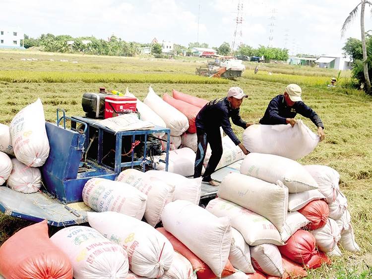 Giá lúa gạo hôm nay 22/9: Giá gạo liên tục tăng, giao dịch s