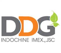 DDG: Báo cáo tài chính quý 1/2025