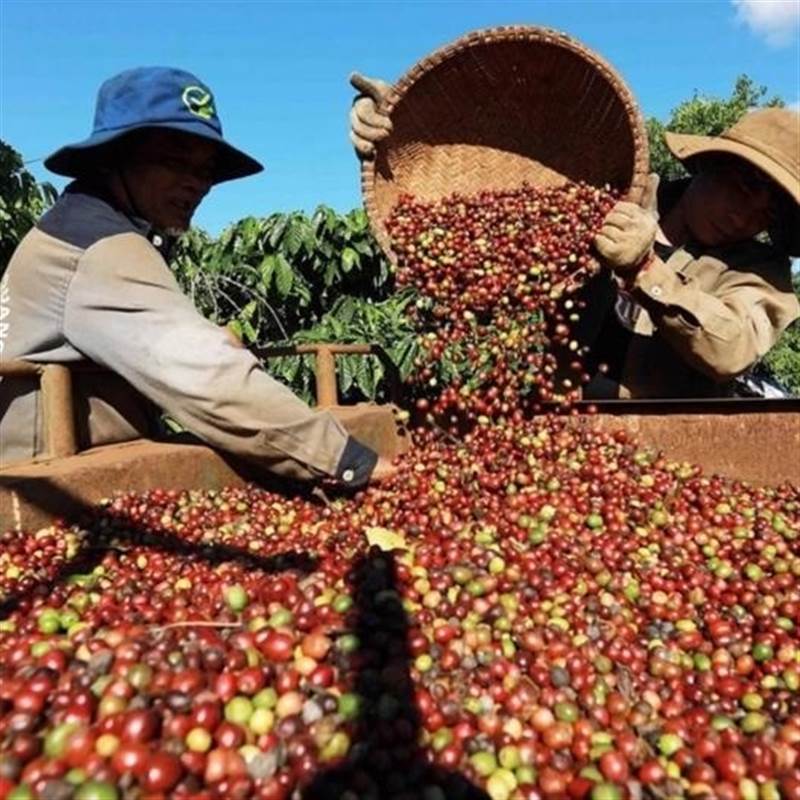 Liên tục tăng giá kỷ lục, cách nào để cà phê Việt giữ 'phong độ'?