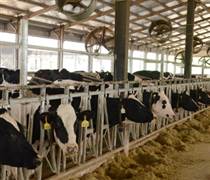 IDP: Sữa Quốc tế LOF chi gần 150 tỷ đồng mua lại một công ty chăn nuôi