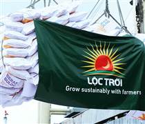LTG: Lộc Trời đang trải qua giai đoạn lao dốc nghiêm trọng