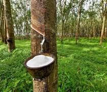 Một chu kỳ mới khởi sắc mở ra cho cổ phiếu ngành cao su?