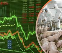 ‘Ngôi sao hy vọng’ cho cổ phiếu chăn nuôi