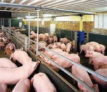 Nhu cầu tiêu dùng thực phẩm dịp Tết Nguyên đán tăng 10 - 15%, nguồn cung đảm bảo