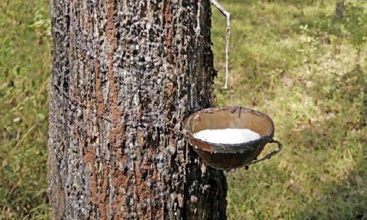 Trung Quốc tăng mua đẩy giá cao su thiên nhiên tăng mạnh