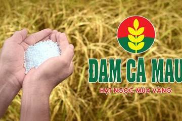 DCM: Đạm Cà Mau chốt quyền chia cổ tức bằng tiền tỷ lệ 8%