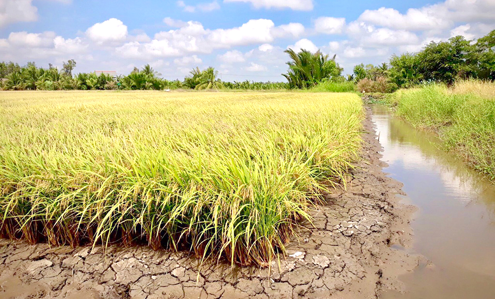 AGM: Chung tay xây dựng mô hình nâng cao hiệu quả chuỗi giá trị lúa gạo