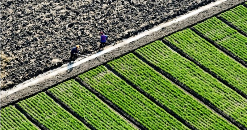 Kỳ vọng gì từ hợp tác nông nghiệp ASEAN - Trung Quốc?