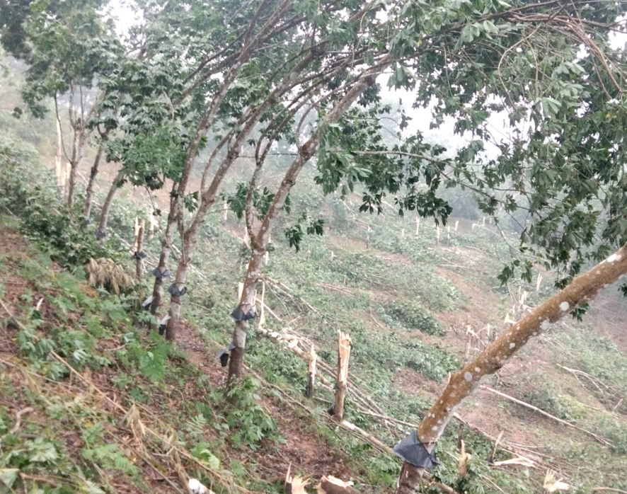 GVR: Cao su Lai Châu II thiệt hại 3,6 tỷ đồng do mưa đá, gió lốc