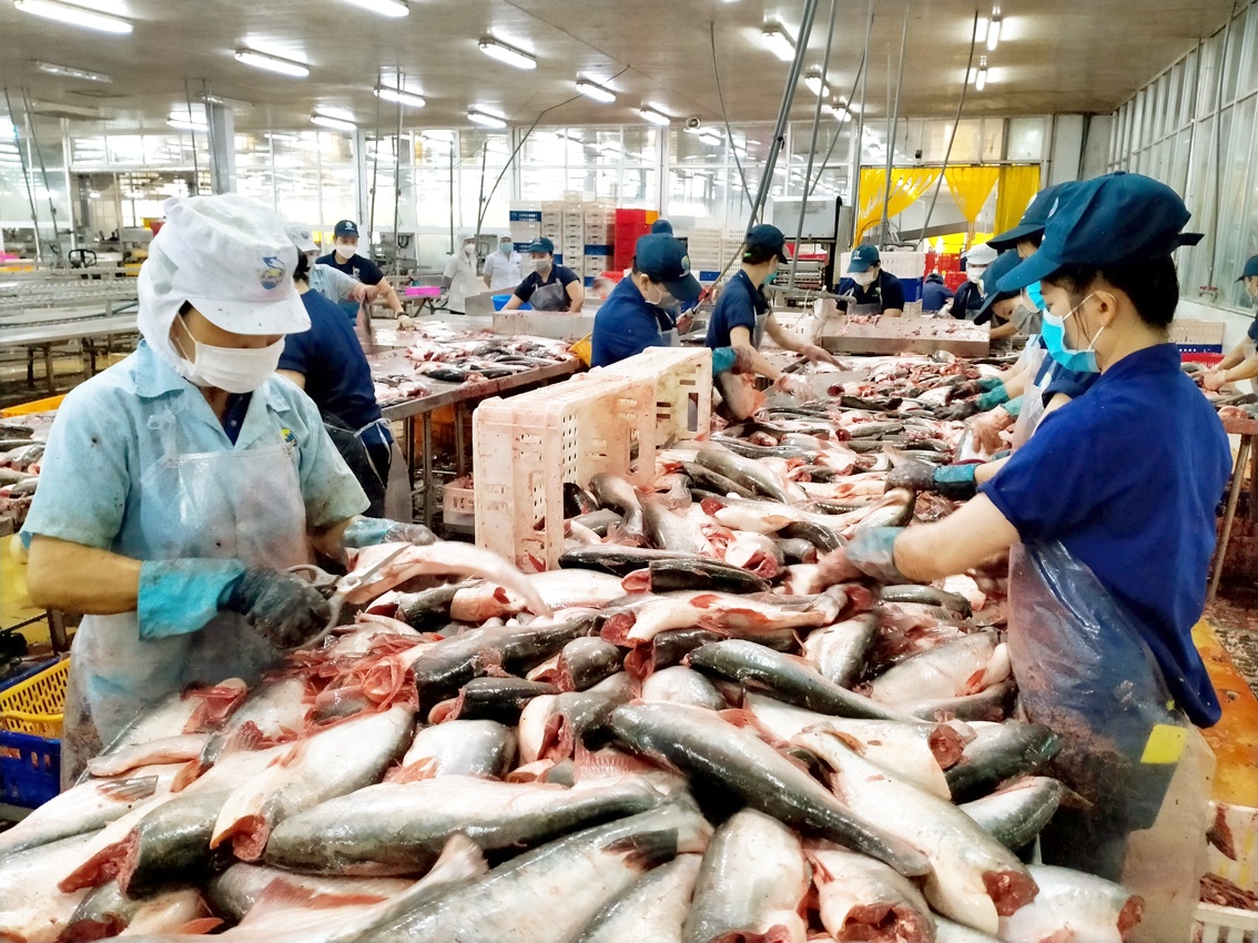 Giá thủy sản xuất khẩu sụt giảm, kỳ vọng thị trường phục hồi vào cuối năm 1 gia thuy san xuat khau sut giam ky vong thi truong phuc hoi vao cuoi nam 20240628110010