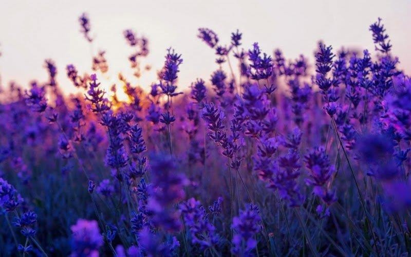 hinh anh hoa lavender 5