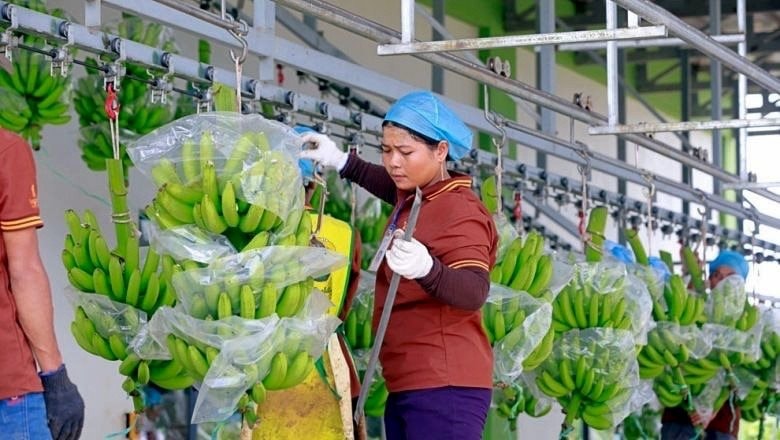 hoang anh gia lai hag thanh to