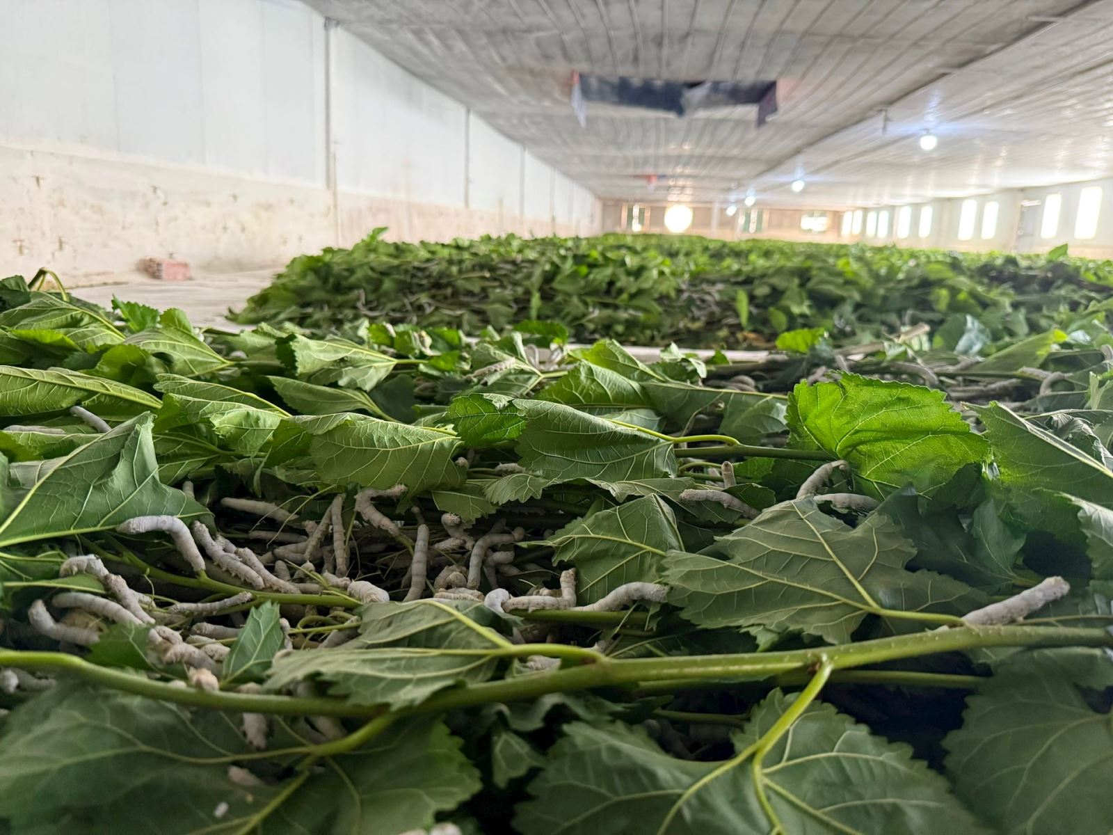 z7224689988257 262a8f4c4de5222da3681ee3fa471d73