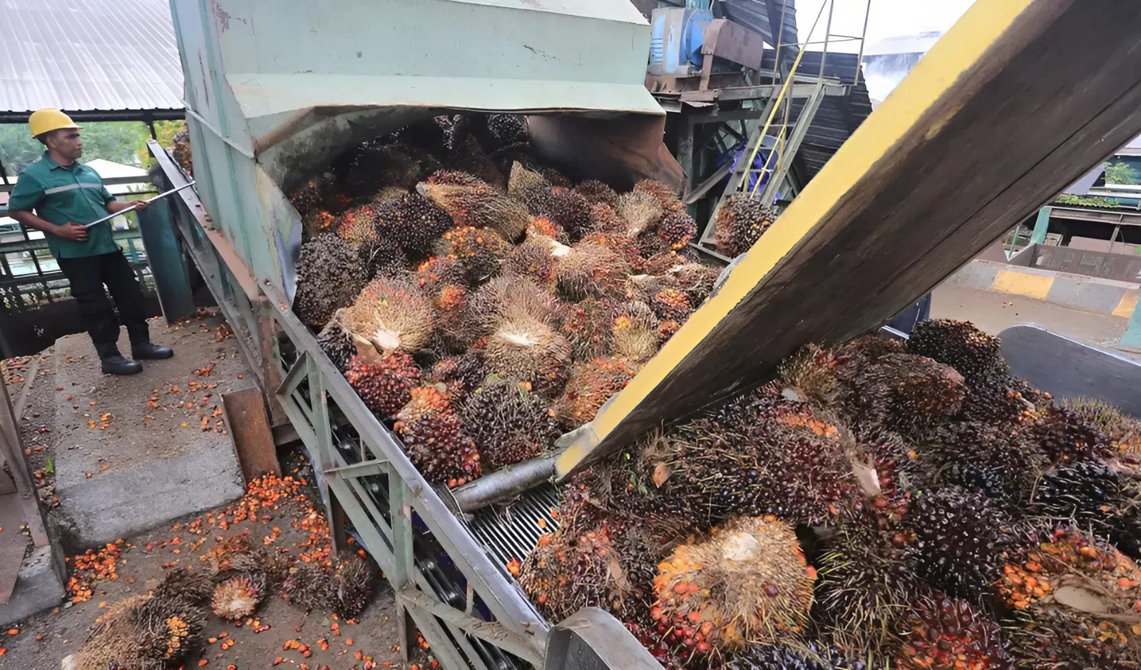 Indonesia xuất khẩu gần 5 tỷ USD dầu cọ trong hai tháng đầu năm 2026