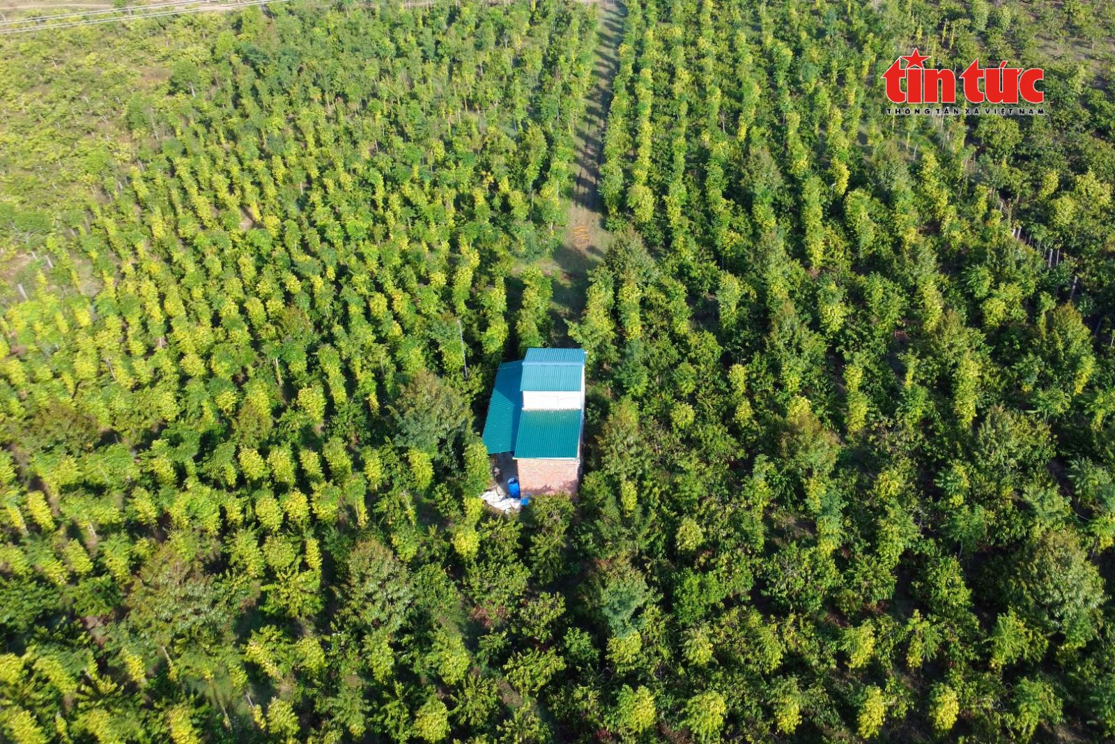 Xuất khẩu nông lâm thủy sản Việt Nam quý I/2026 đạt 16,69 tỷ đô