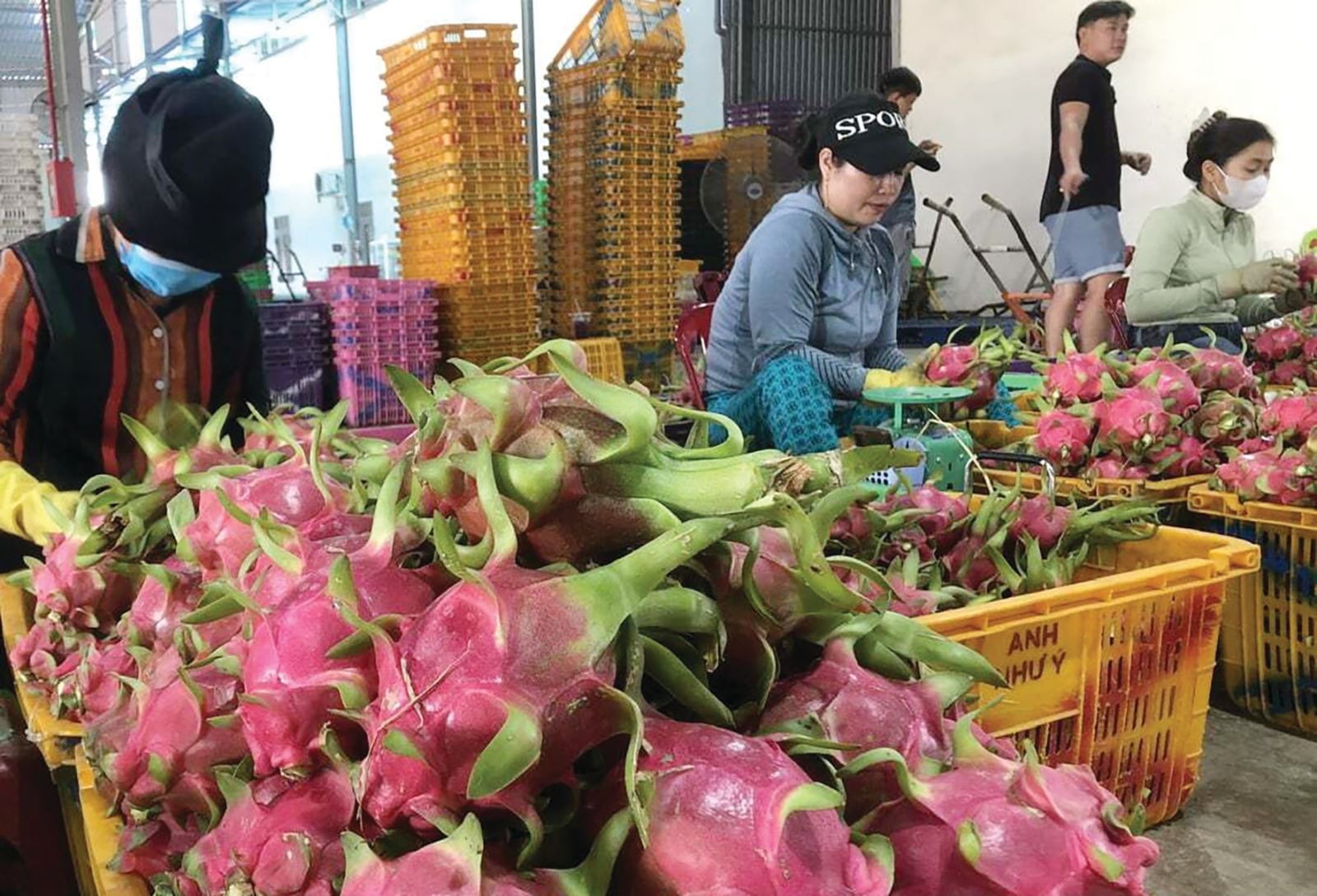 Nông sản Việt trước sức ép mới từ EU