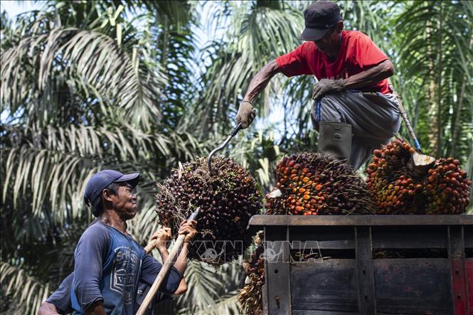 Xuất khẩu dầu cọ Indonesia bứt tốc nhờ chiến lược chế biến sâu
