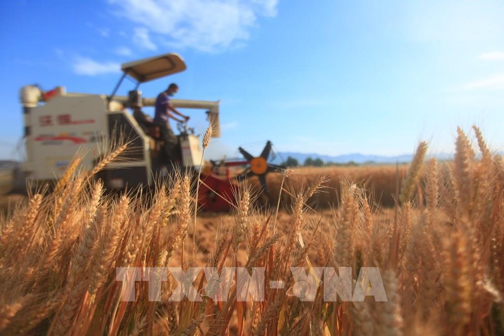 FAO cảnh báo rủi ro gia tăng đối với an ninh lương thực toàn cầu