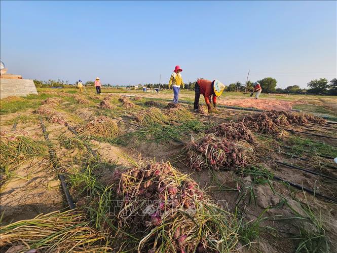 Phát triển vùng hành tím theo hướng xuất khẩu