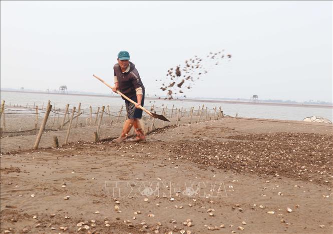 Hưng Yên: Ngao chết hàng loạt khiến người nuôi thiệt hại nặng
