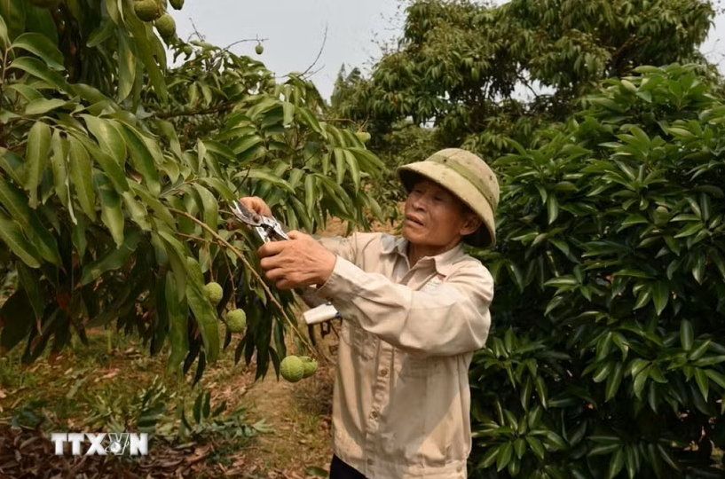 Doanh nghiệp đặt hàng sớm mở kỳ vọng cho vụ vải thiều 2026