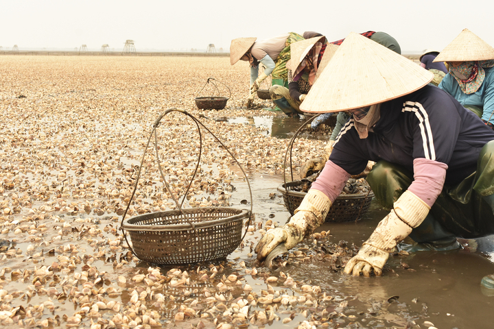 Ngao chết tới 90% sát ngày thu hoạch, ngư dân Hưng Yên mất trắng tiền tỷ