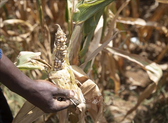 Chiến sự và 'siêu El Nino' đe dọa thổi bùng giá lương thực toàn cầu