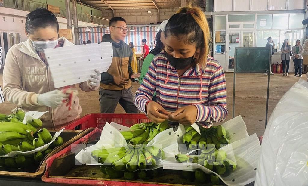 Đồng Nai mở rộng thị trường xuất khẩu chuối