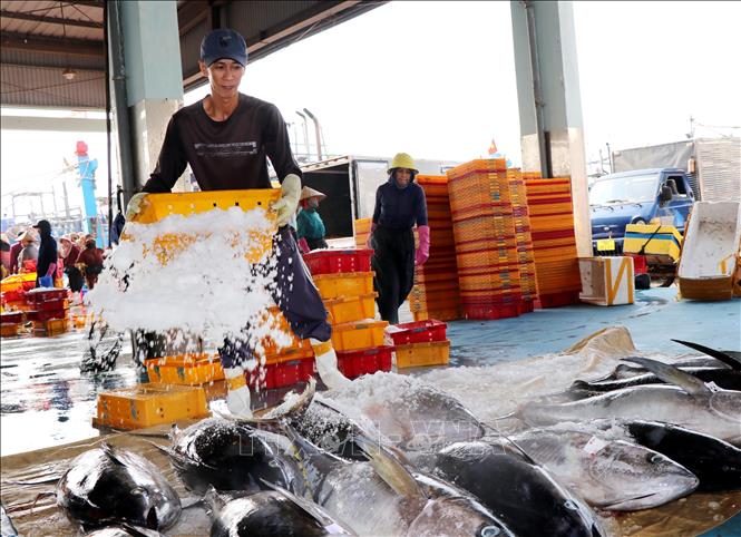 Ngư dân linh hoạt giữa thời 'bão' giá