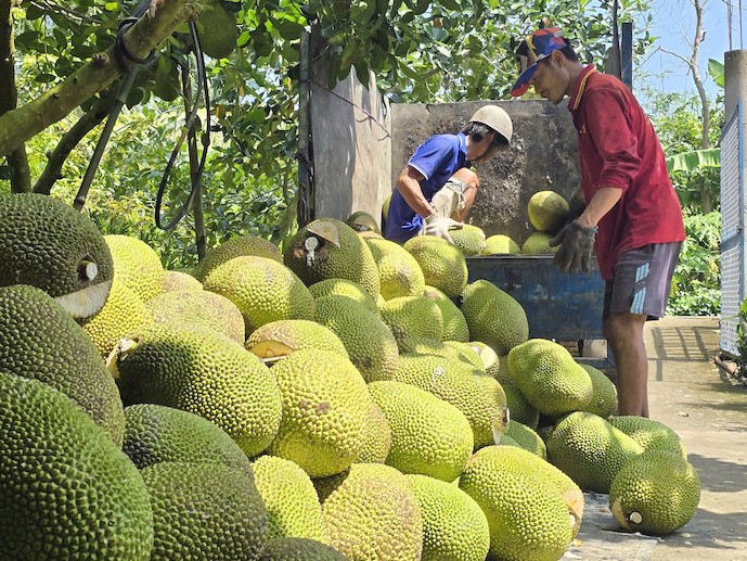 Nhu cầu xuất khẩu tăng, Đồng Tháp mở rộng diện tích mít và sầu riêng