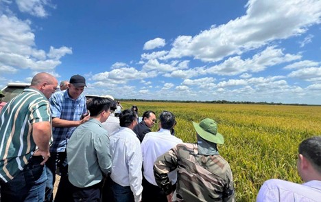 Giống lúa Việt Nam 'gây bão' tại Cuba, Phó Chủ tịch nước Cuba đích thân xuống thị sát