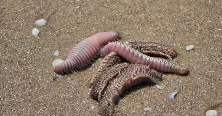 Sâu biển, sứa dạt dày đặc Bãi Sau Vũng Tàu, du khách dè chừng khi xuống nước