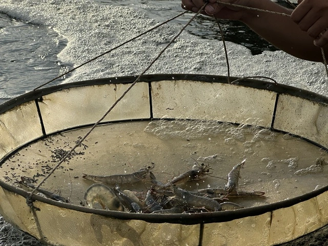 Cà Mau nắng nóng gay gắt, hơn 1.300 ha nuôi thủy sản thiệt hại trên 70%