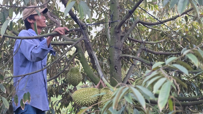 Ách tắc kiểm định làm gián đoạn chuỗi thu mua sầu riêng tại ĐBSCL