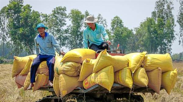 Giá gạo xuất khẩu Việt Nam neo cao kỷ lục, cổ phiếu doanh ng