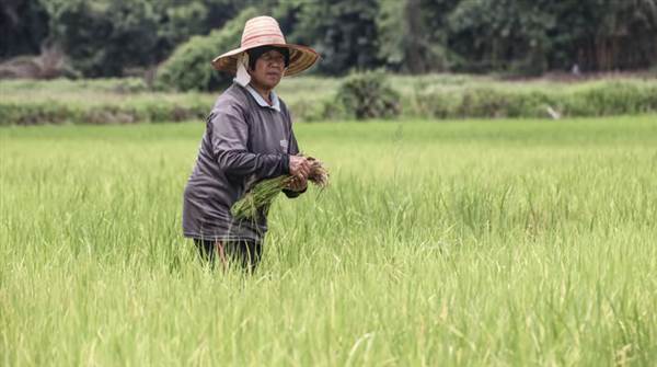 Thị trường gạo Thái Lan chao đảo vì lệnh hạn chế xuất khẩu c