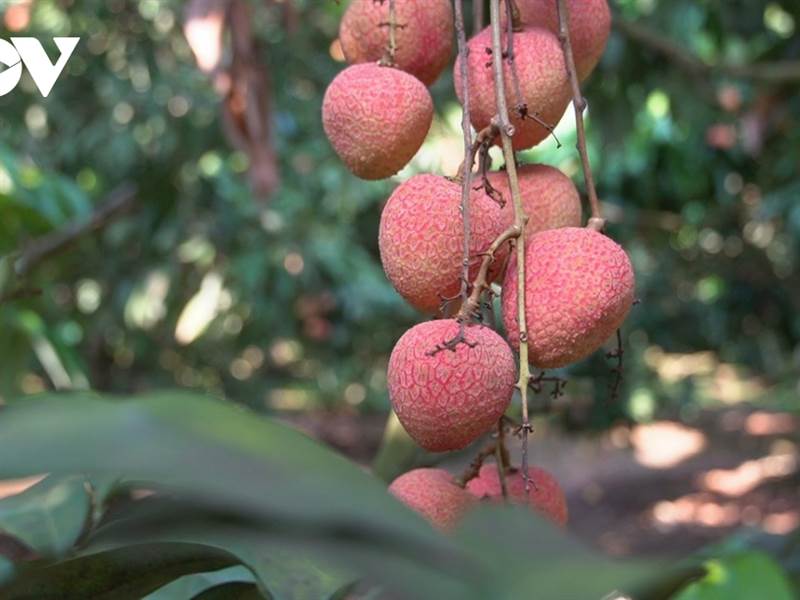 Hải Dương chủ động xúc tiến tiêu thụ vải thiều