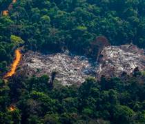 Brazil đầu tư 146 triệu USD phát triển rừng bền vững ở khu vực Amazon