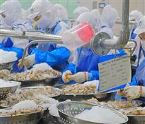 FMC: ĐHĐCĐ 2024 - Thực phẩm Sao Ta đặt mục tiêu lãi tăng nhẹ, tiết lộ loạt vấn đề "nóng" ngành tôm