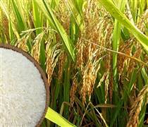 Giá lúa gạo hôm nay ngày 26/4: Giá lúa đồng loạt tăng