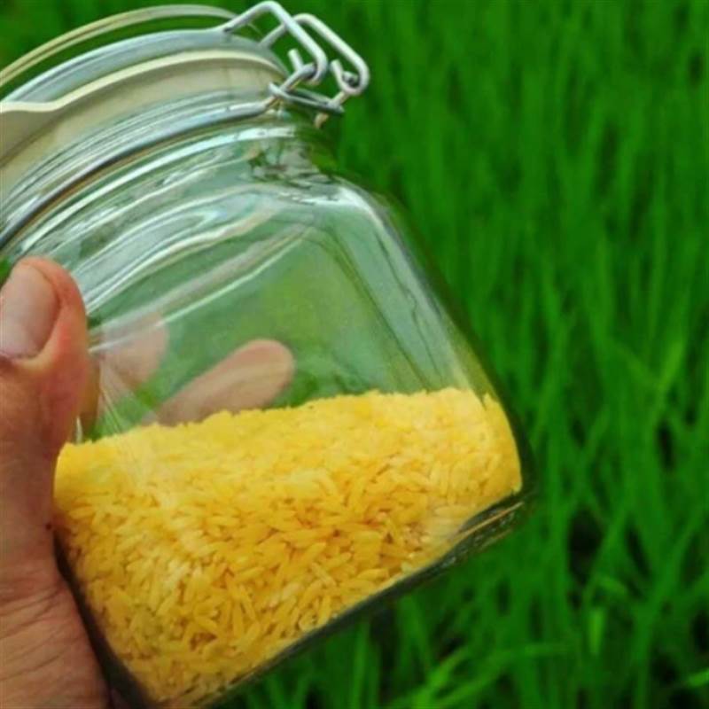Tòa án Philippines cấm sản xuất 'gạo vàng' biến đổi gene