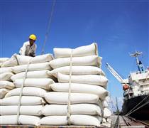 Xuất khẩu gạo sang khu vực Âu Mỹ tăng đột biến: Cơ hội và thách thức