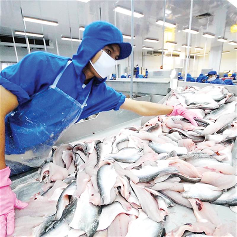 Ngành cá tra hướng đến thị trường xuất khẩu mới
