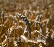 Những yếu tố đang gây tổn hại ngành sản xuất gạo của Mỹ