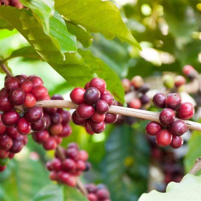 Kim ngạch nhập khẩu cà phê của Singapore giảm 5,57% trong năm 2023