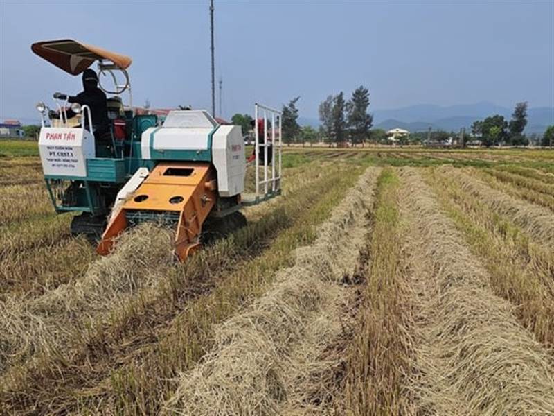 Tận thu rơm, có thêm thu nhập 3 triệu đồng/ha