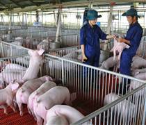DBC: Đang nghiệm thu Nhà máy vaccine dịch tả lợn công suất 200 triệu liều/năm