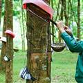 Xuất khẩu cao su Việt Nam cán mốc 1 tỷ USD: Còn có thể tăng cao